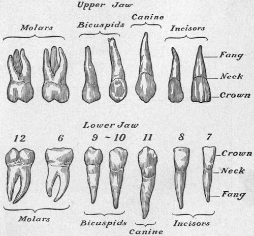 Full set of teeth