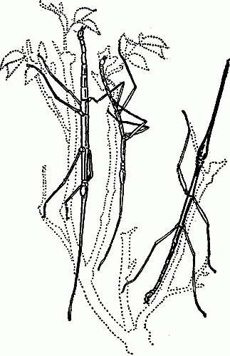 WALKING-STICKS.