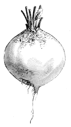GLOBE MANGOLD