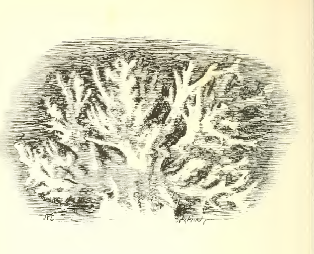 O sailor, come ashore