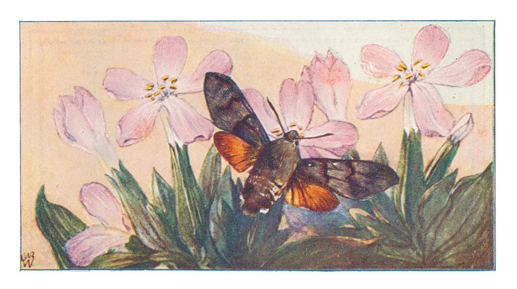 55