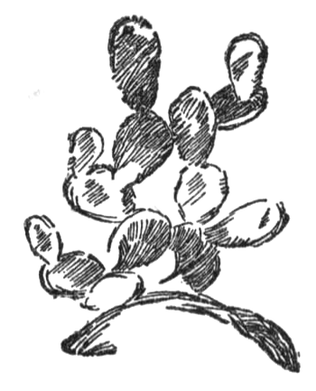 cactus