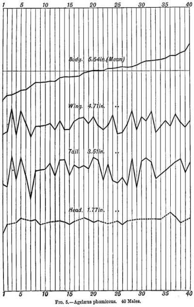 FIG. 5.&mdash;Agelaeus phoeniceus. 40 Males.