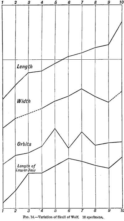 FIG. 14.&mdash;Variation of Skull of Wolf. 10 specimens.