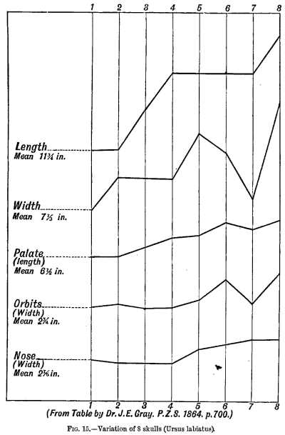 FIG. 15.&mdash;Variation of 8 skulls (Ursus labiatus).