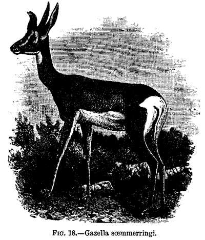 FIG. 18.&mdash;Gazella soemmerringi.