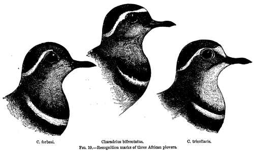 FIG. 19&mdash;Recognition marks of three African plovers.