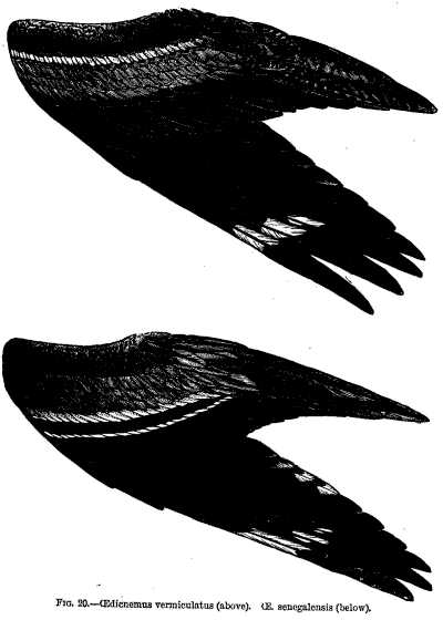 FIG. 20.&mdash;Oedicnemus vermiculatus (above). Oe. senegalensis (below).