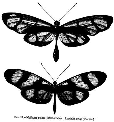 FIG. 23.&mdash;Methona psidii (Heliconidae). Leptalis orise (Pieridae).