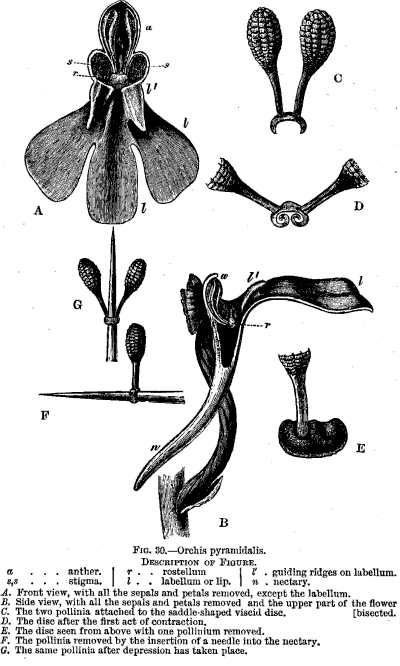 FIG. 30.&mdash;Orchis pyramidalis.