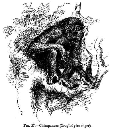 FIG. 37.&mdash;Chimpanzee (Troglodytes niger).