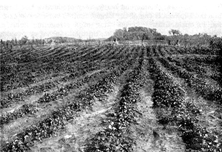 Field of No. 3 June-bearing strawberries at State
Fruit-Breeding Farm.