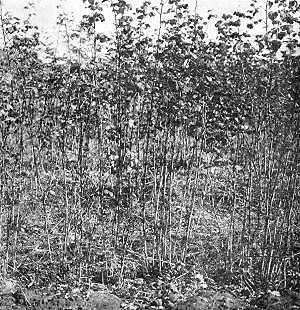 The new and valuable hardy raspberry No. 4, growing at
State Fruit-Breeding Farm.