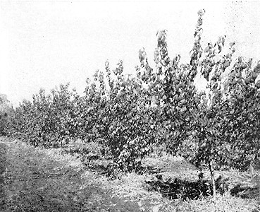 Hybrid plum No. 21&mdash;at Minnesota State Fruit-Breeding
Farm.