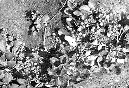 A typical everbearing strawberry plant as it appears in
September.