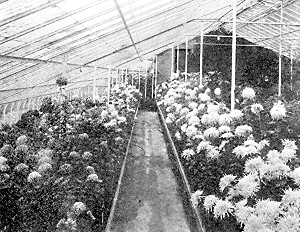 Chrysanthemums in flower in University Farm
greenhouses.