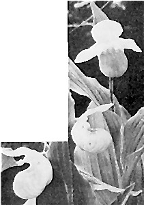 The Lady Slipper&mdash;Minnesota State Flower. Somewhat under
size.