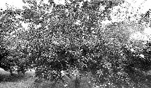 Wolf River apple tree twelve years old, bearing eighteen
bushels, in H. G. Street's orchard.