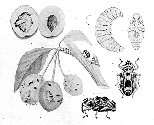 The curculio in its stages of growth, and its fruit
injury.