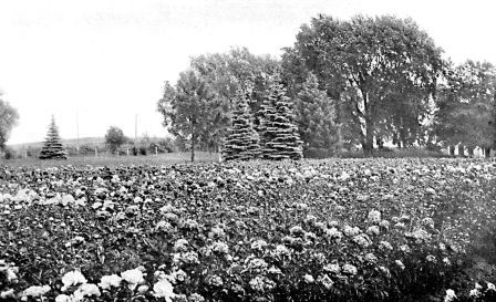 Distant view of a field of three year old seedling
peonies on the grounds of Brand Nursery Co., at Faribault, Minn.