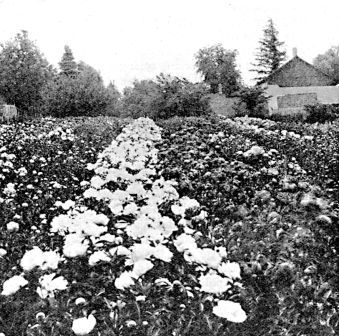 Looking up the rows of a bed of our seedlings three years
after transplanting. The white variety in the centre of the picture is
Frances Willard, considered by us one of the world's best whites. At the
time this picture was taken, the flowers were just opening, so one gets
no idea of the size of the blooms after they open.