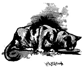 Cat drinking from saucer. Cat drinking from saucer.