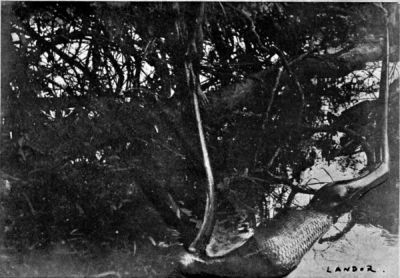 A Giant Sucur&iacute; Snake with Entire Deer contained in its Digestive Organs.