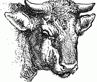 Cow