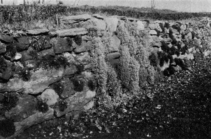 A wall garden planted in colonies&mdash;the better way. If not
too vigorous of growth, vines may be planted as shown here at the base