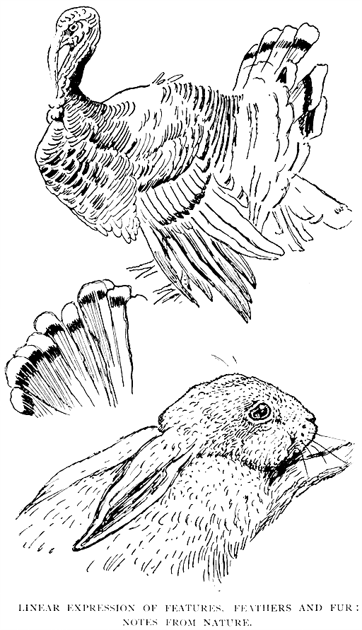 Linear Expression of Features,
Feathers and Fur: Notes from Nature.