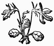decoration