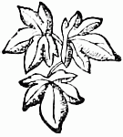 decoration