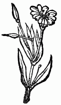 decoration