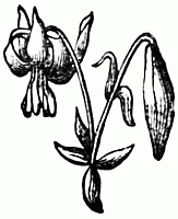 decoration