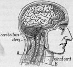 The brain