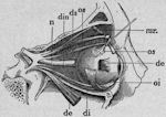 The eyeball