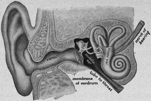 The ear