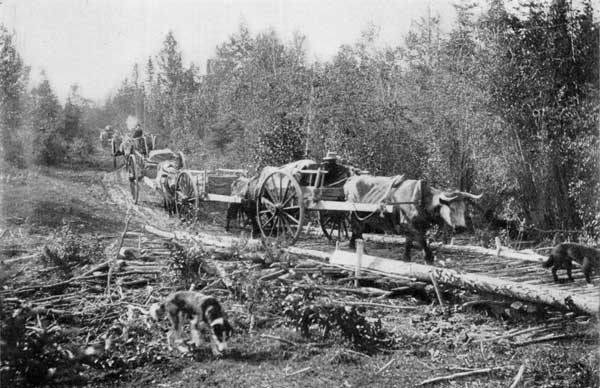 Carrying goods over long portage in MacKenzie River
region with the old-fashioned Red River ox-carts.