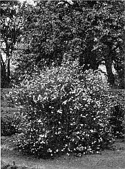 PEARL BUSH (Exochorda grandiflora) SHOWING ITS
NATURAL BEAUTY.