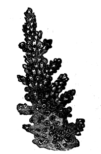 Extremity of branch of Madrepora
muricata, Lin.