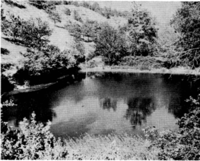 Fig. 7. Spring-fed artificial impoundment in Deer Draw,
Slim Buttes.