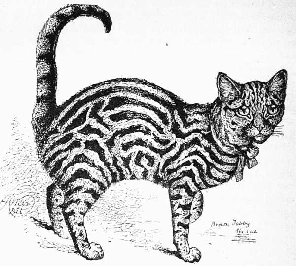 BROWN TABBY&mdash;BARS THE RIGHT WIDTH.