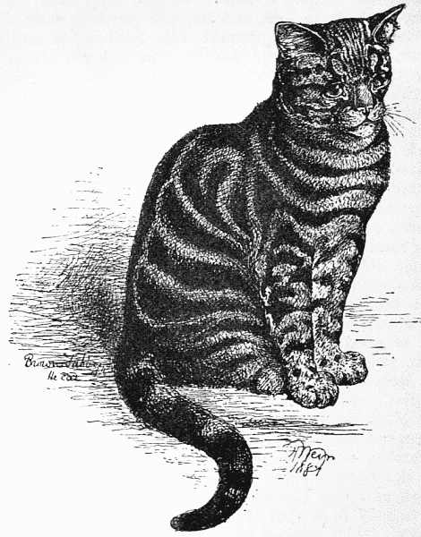 BROWN TABBY&mdash;MARKINGS MUCH TOO WIDE.