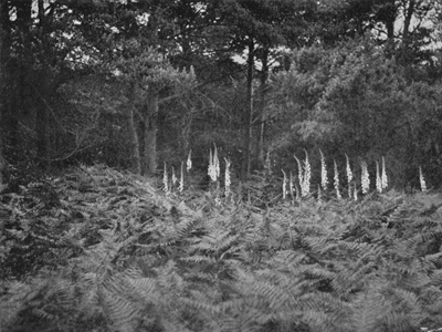 Careful Wild-Gardening&mdash;White Foxgloves at the Edge of
the Fir Wood.