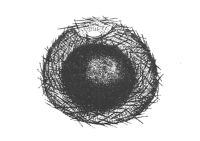 Illustration: Fig. 14.&mdash;Gemmule of
Spongilla carteri (from Calcutta), as seen in optical section, � 140.
