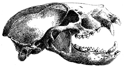 Fig. 6. Skull&mdash;side view.