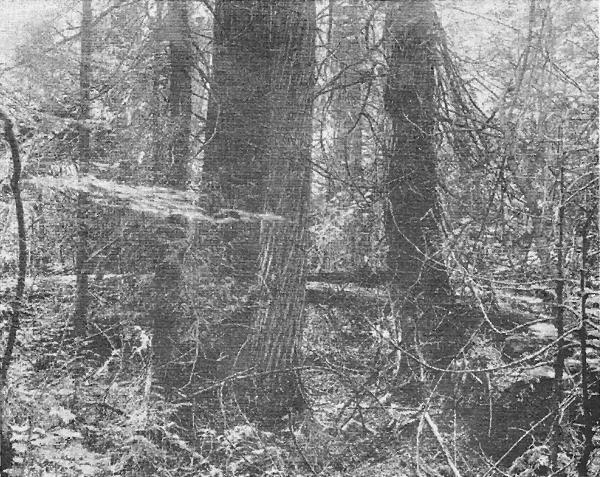 Fig. 2. Virgin white pine grove, Gogebic County. Trunks
up to four feet in diameter. Little undergrowth. August 17, 1920.
