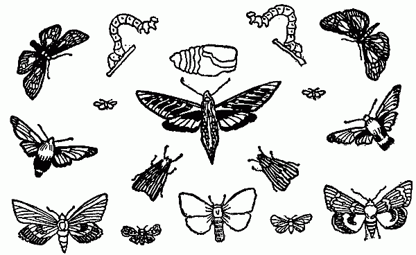 MOTHS.