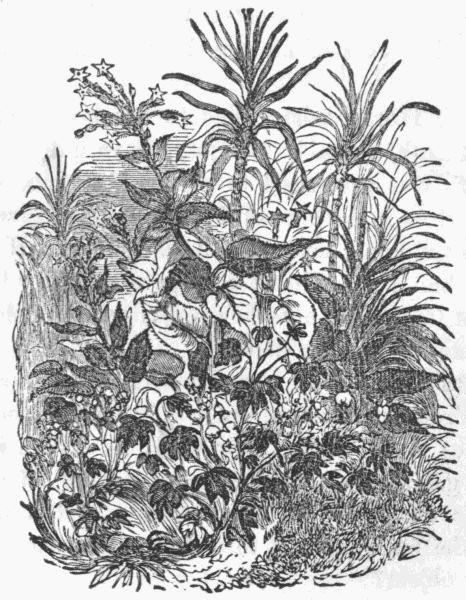 Tailpiece&mdash;The Cotton-plant