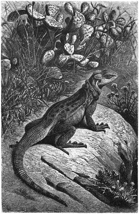 Hardoen (Stellio vulgaris). &frac12; v.d. ware grootte.
